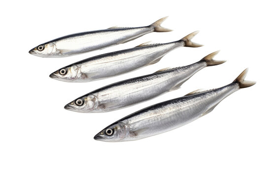 Cá trích là loại cá béo có hàm lượng omega-3 cao