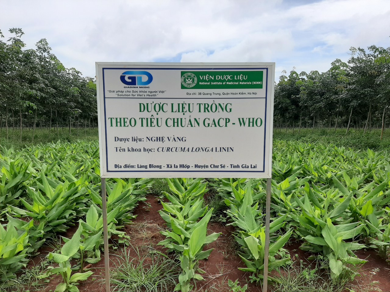 Vườn ươm Nghệ của công ty Dược liệu Gia Định tại Gia Lai