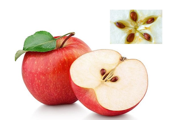 Táo chứa nhiều pectin - một loại chất xơ tự nhiên giúp liên kết độc tố và cholesterol trong ruột trước khi chúng đến gan, hỗ trợ giải độc gan...