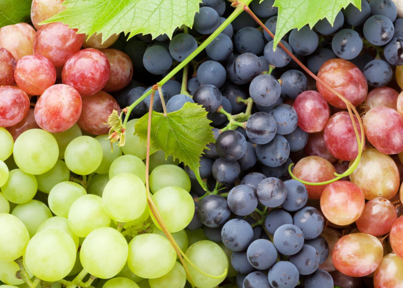 Resveratrol là chất chống oxy hóa trong vỏ nho đỏ có tác dụng phòng ung thư