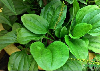 Bài thuốc chữa bệnh từ cây mã đề