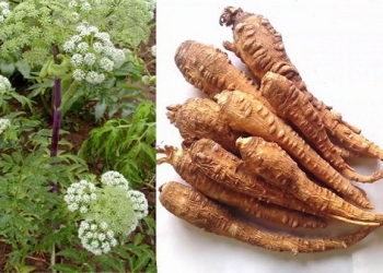 BẠCH CHỈ CHỮA ĐAU RĂNG, CHẢY MÁU MŨI, VIÊM XOANG CÓ THỂ BẠN CHƯA BIẾT