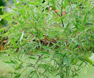GIA ĐỊNH