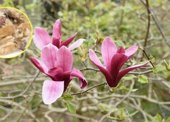 CHỮA ĐAU ĐẦU, NGHẸT MŨI BẰNG ĐÔNG Y VỚI TÂN DI HOA