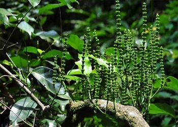 DÂY GẮM LÁ RỘNG CÓ TÁC DỤNG NHƯ THẾ NÀO TRONG ĐIỀU TRỊ GOUT